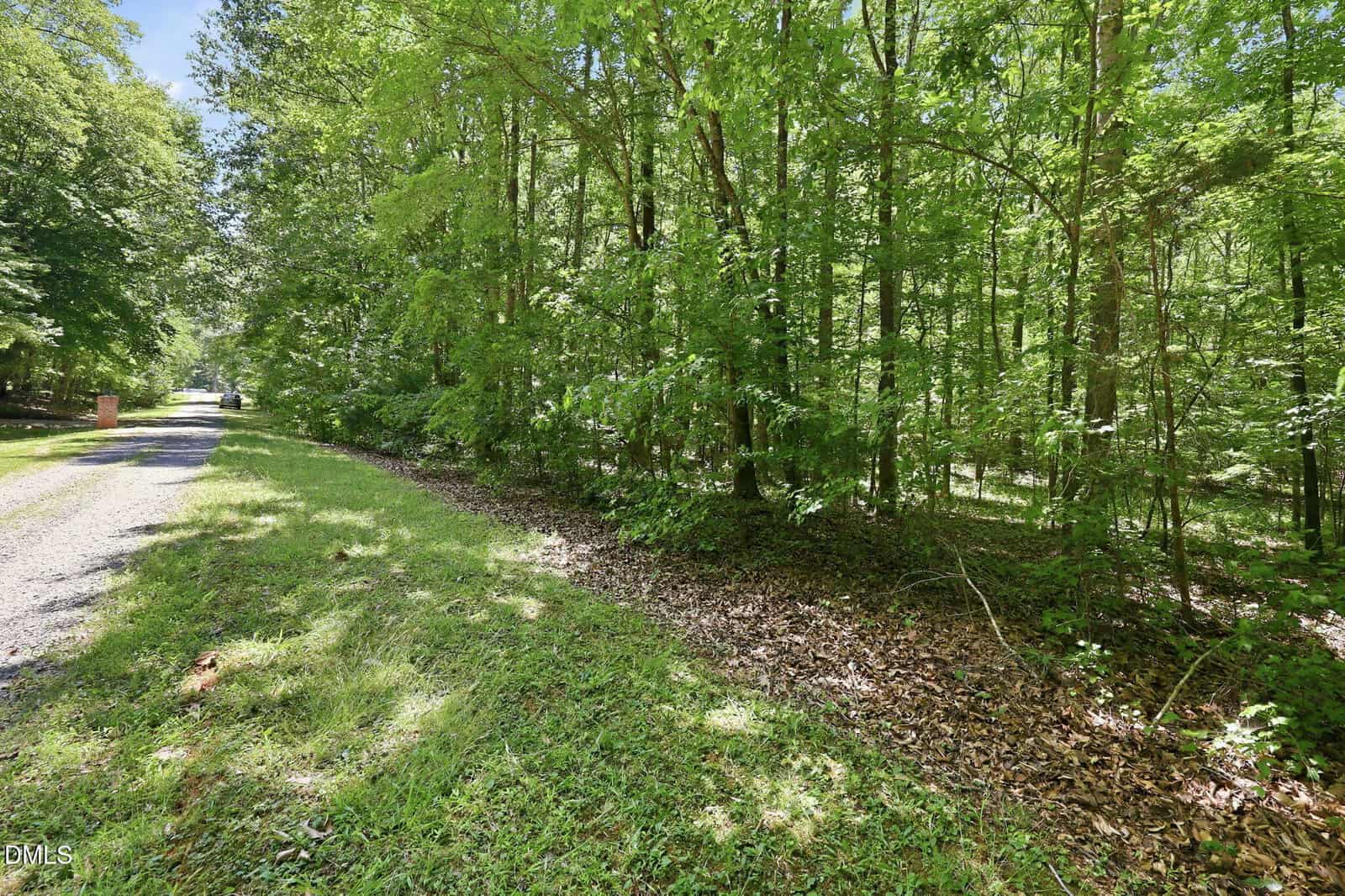 A gravel road runs beside a dense, green forest with tall trees and leafy undergrowth on a sunny day. Grass and patches of fallen leaves line the edge of the road.