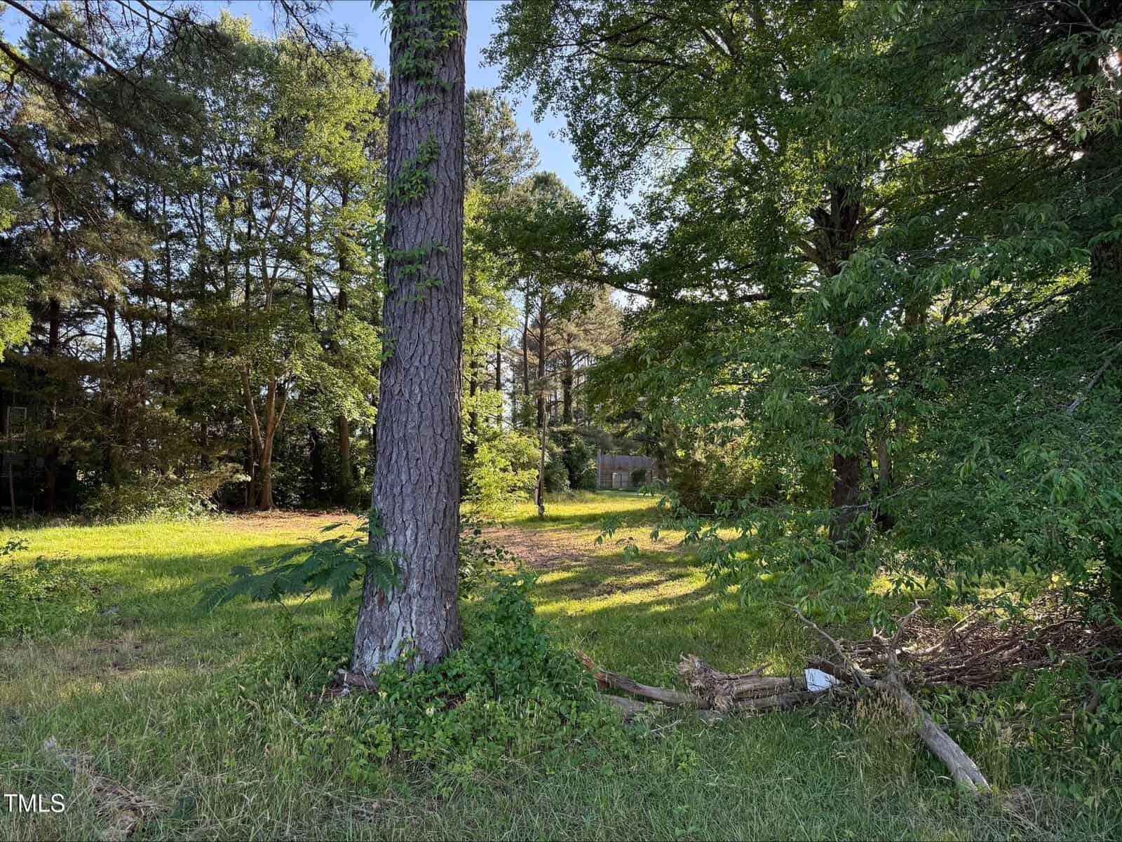 A grassy clearing bordered by tall trees with dense green foliage. Sunlight filters through the branches, and a small structure is visible in the background among the trees. Some branches and debris are on the ground.