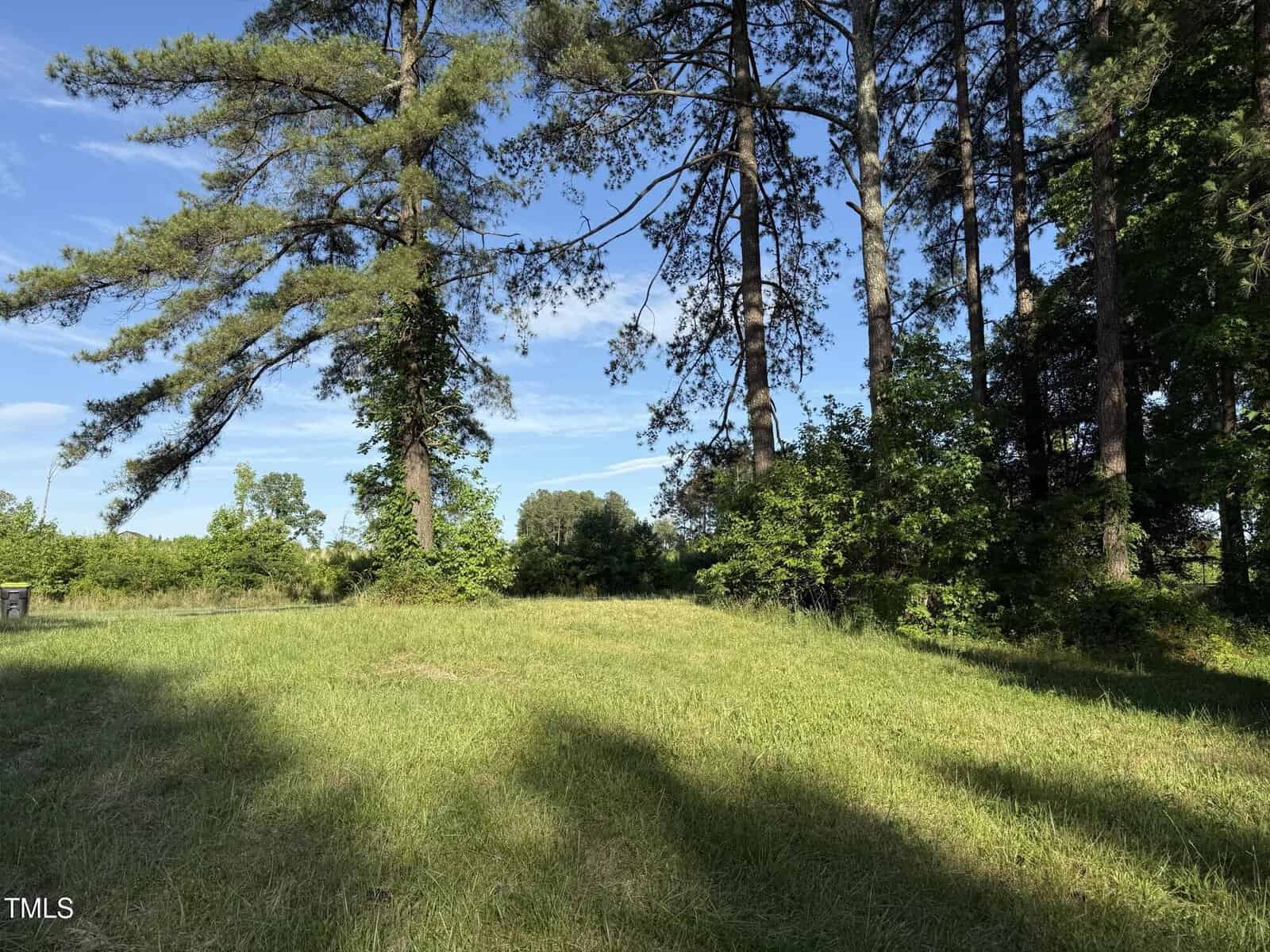 A grassy clearing bordered by tall pine trees under a bright blue sky, with sunlight casting tree shadows on the grass.