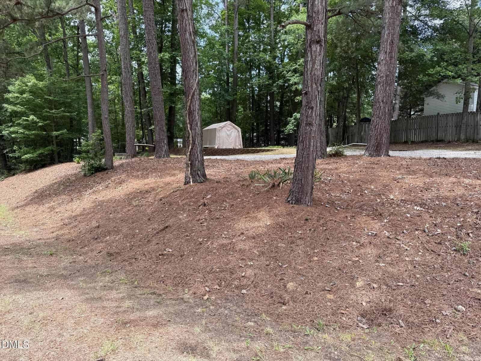 A sloped, pine needle-covered yard with several tall pine trees, a small light-colored shed, and a gravel driveway. A house and wooden fence are partially visible in the background among dense green trees.