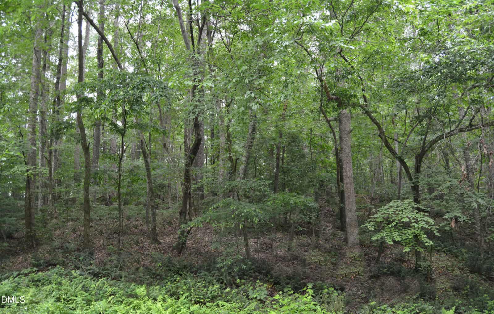 Dense forest with tall trees and lush green foliage, undergrowth covering the ground, and sunlight filtering through the leafy canopy. The forest floor has patches of shadow and greenery throughout.
