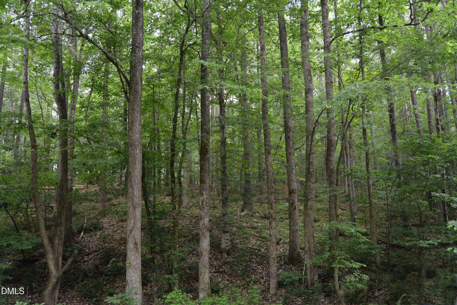 Dense forest with tall, slender trees and leafy green canopy. The forest floor is covered in brown leaves and scattered undergrowth. Sunlight filters through the branches, creating a tranquil, shaded atmosphere.