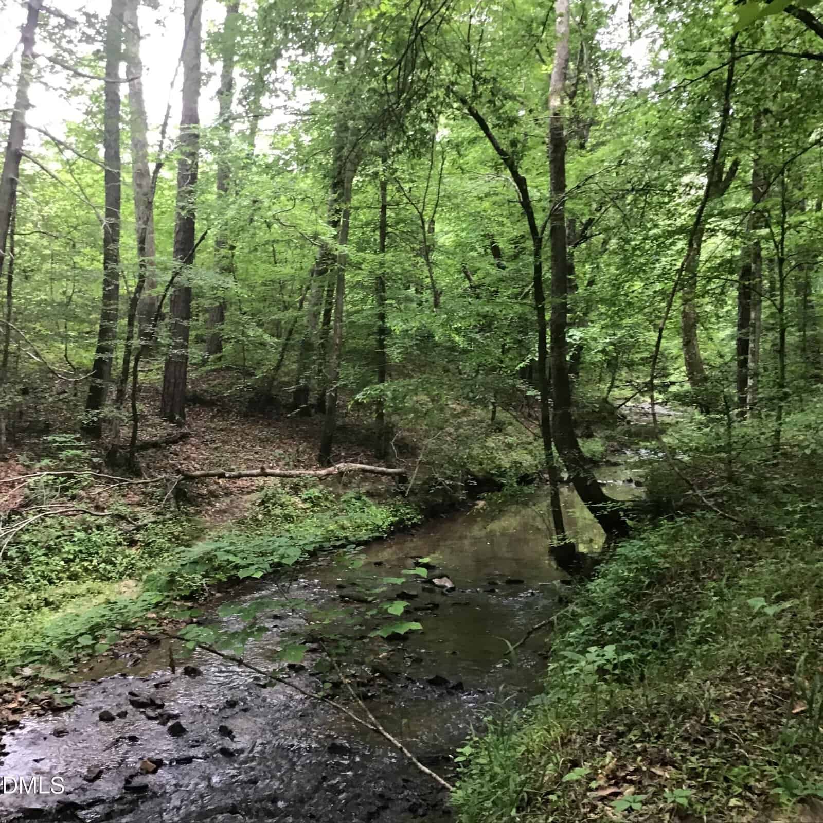 A small creek flows through a lush, green forest with dense trees and foliage on both sides. Sunlight filters through the leafy canopy, creating a peaceful, serene atmosphere.