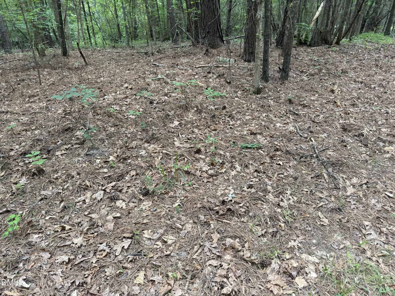 Forest floor with dry brown leaves, pine needles, small green plants, and tree trunks. The background shows dense woods with tall trees and green foliage.