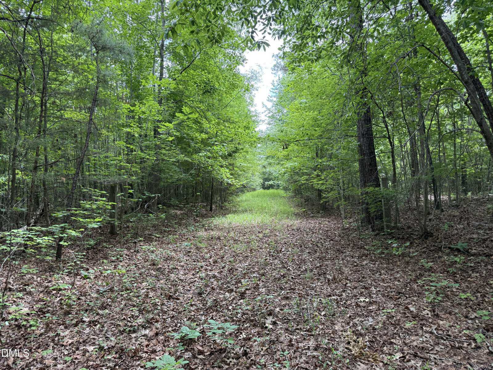 A forest path covered in fallen leaves stretches forward, surrounded by tall trees with dense green foliage and a patch of sunlight illuminating grassy clearing ahead.