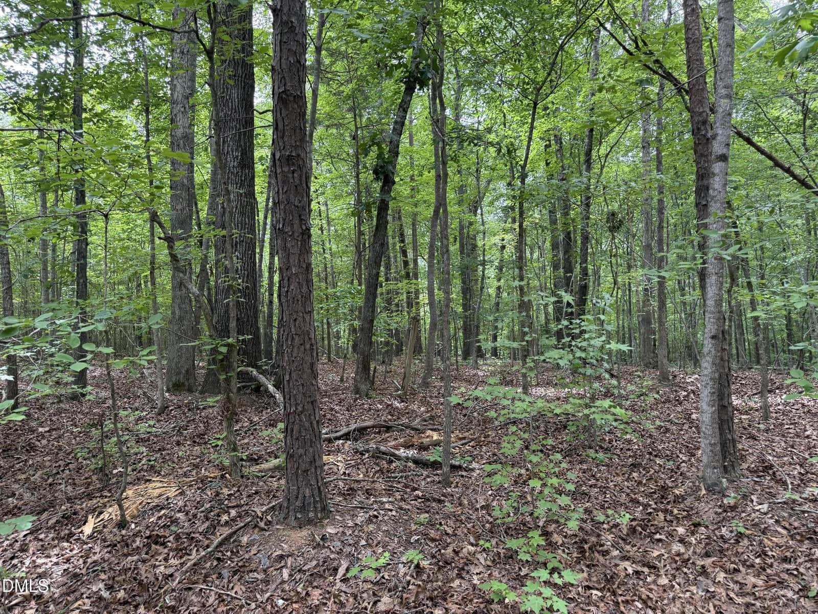 A dense forest near 000 Herbert Faucette Road in Bullock, with tall trees, green leaves, and a ground covered in brown fallen leaves and branches. Filtered daylight shines through the trees, creating a peaceful, undisturbed scene.