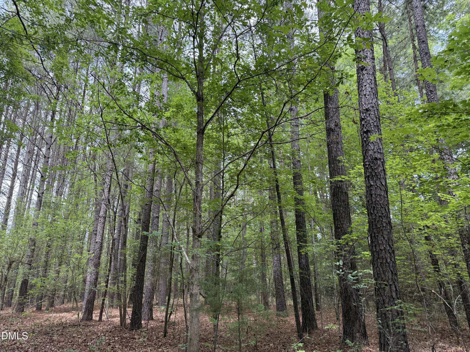 A dense forest scene with tall, thin trees covered in green leaves. The forest floor is scattered with dry brown leaves and pine needles, and sunlight filters through the leafy canopy above.