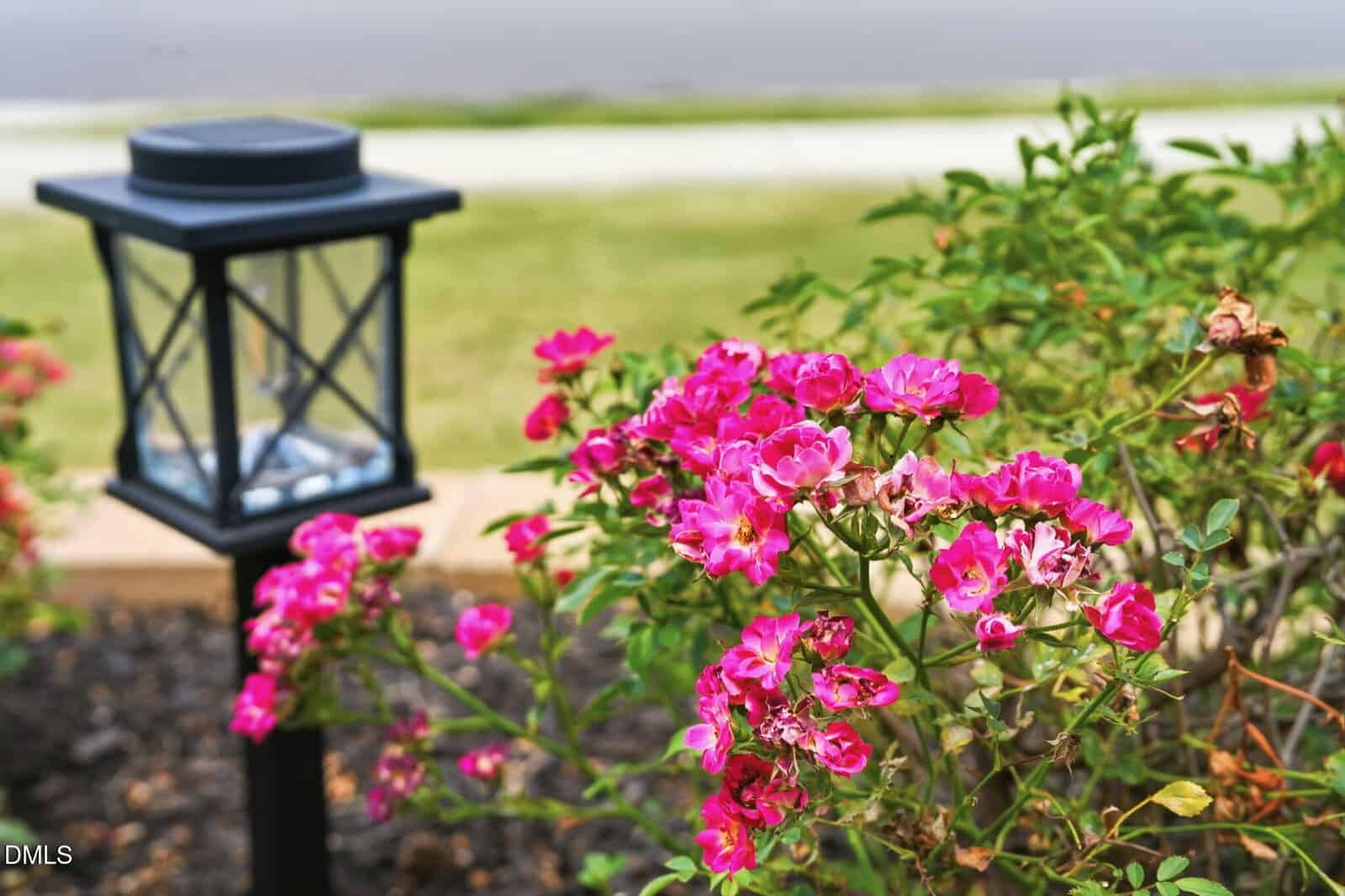 Pink flowers bloom next to a black lantern-style garden light, with a grassy yard and sidewalk blurred in the background.