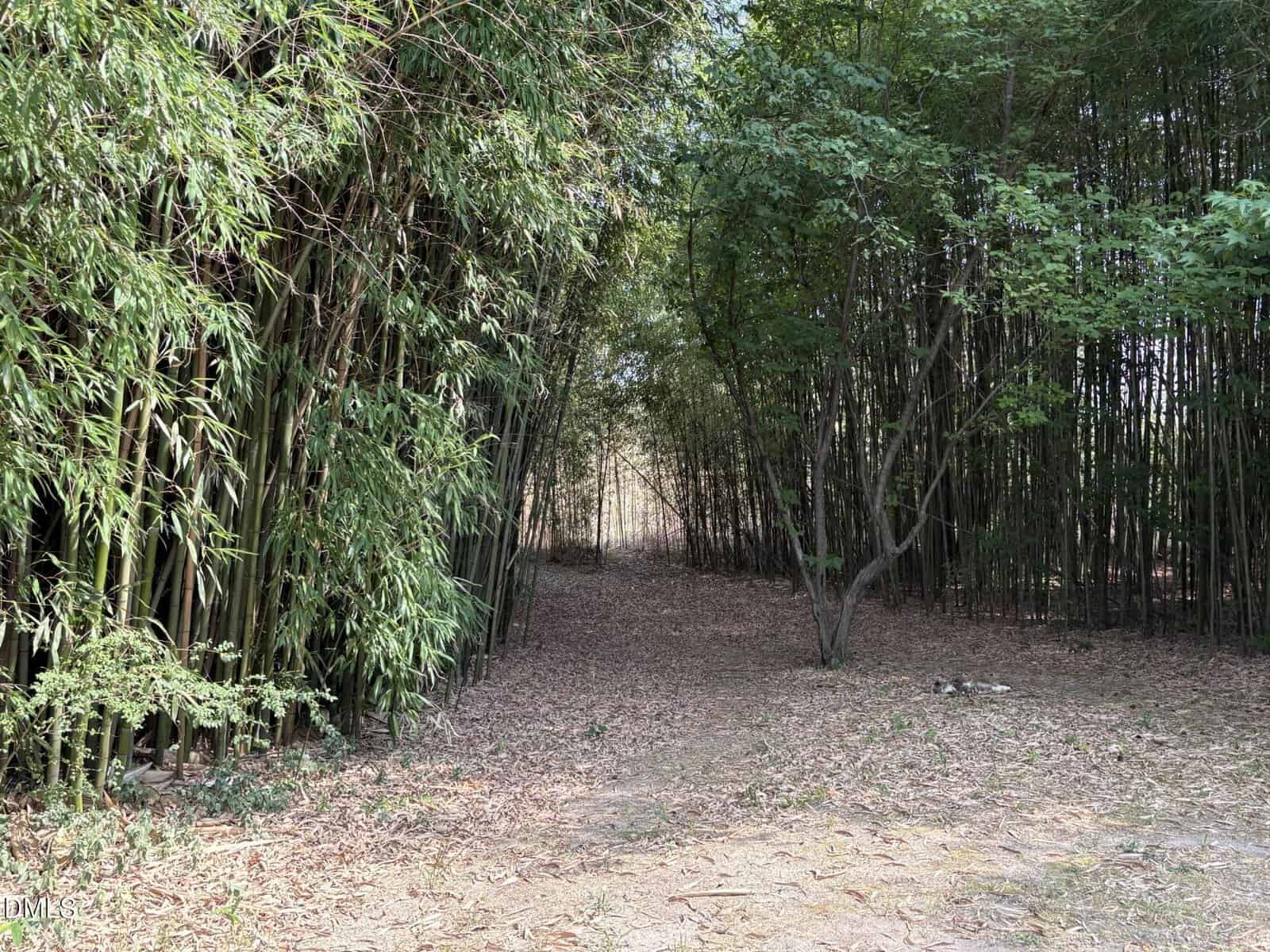 A dirt path runs through a wooded area with tall bamboo and leafy trees on both sides, with sunlight filtering through the canopy and dry leaves scattered on the ground.