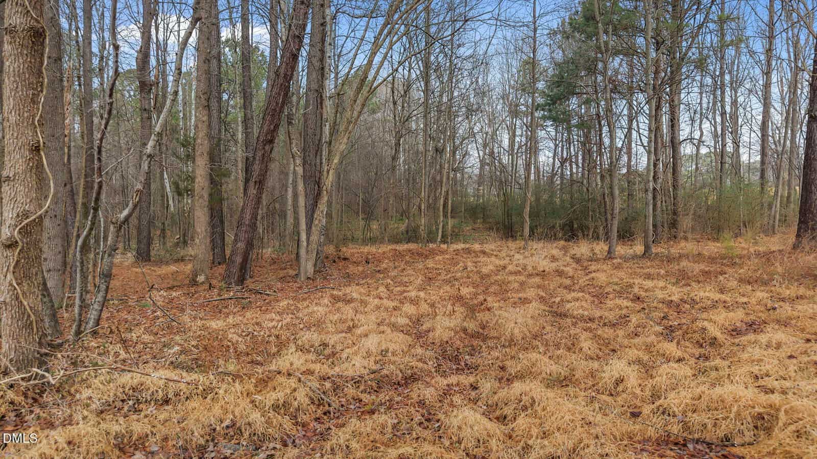 A forest scene with tall trees and dry, brown grass covering the ground. The trees have mostly bare branches, and some green foliage is visible in the background under a partly cloudy sky.