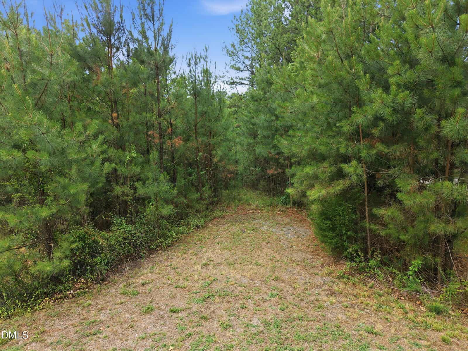 A narrow, partially cleared dirt path leads into a dense forest of young pine trees under a blue sky with light clouds. Vegetation surrounds the path, and the area is lush and green.