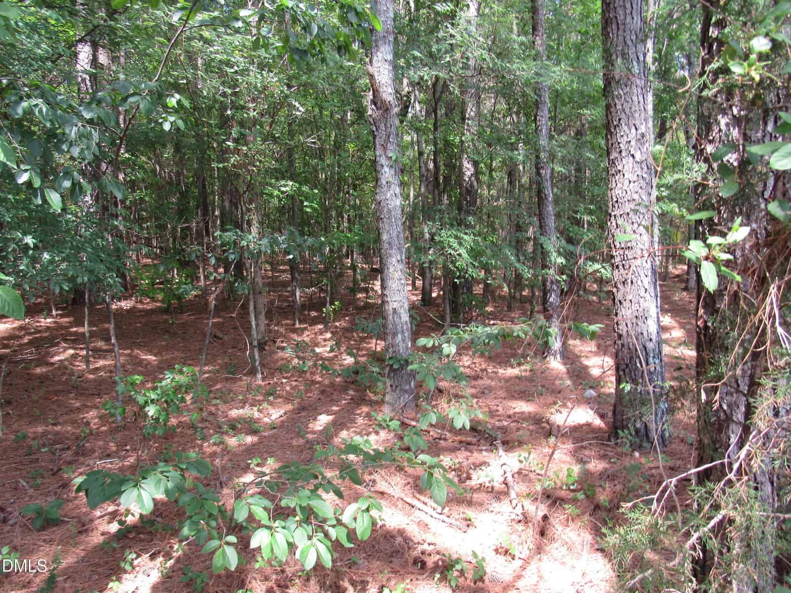 A dense forest with tall trees, green foliage, and sunlight filtering through the leaves. The ground is covered with pine needles and small plants, creating a natural, shaded woodland scene.