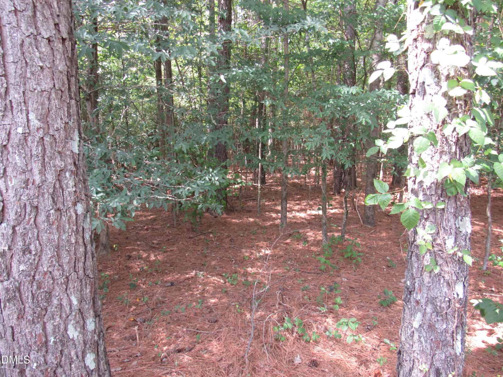 A sunlit forest scene with tall trees, pine needles covering the ground, and green foliage throughout. Light filters through the branches, creating a mix of shadows and bright spots on the forest floor.