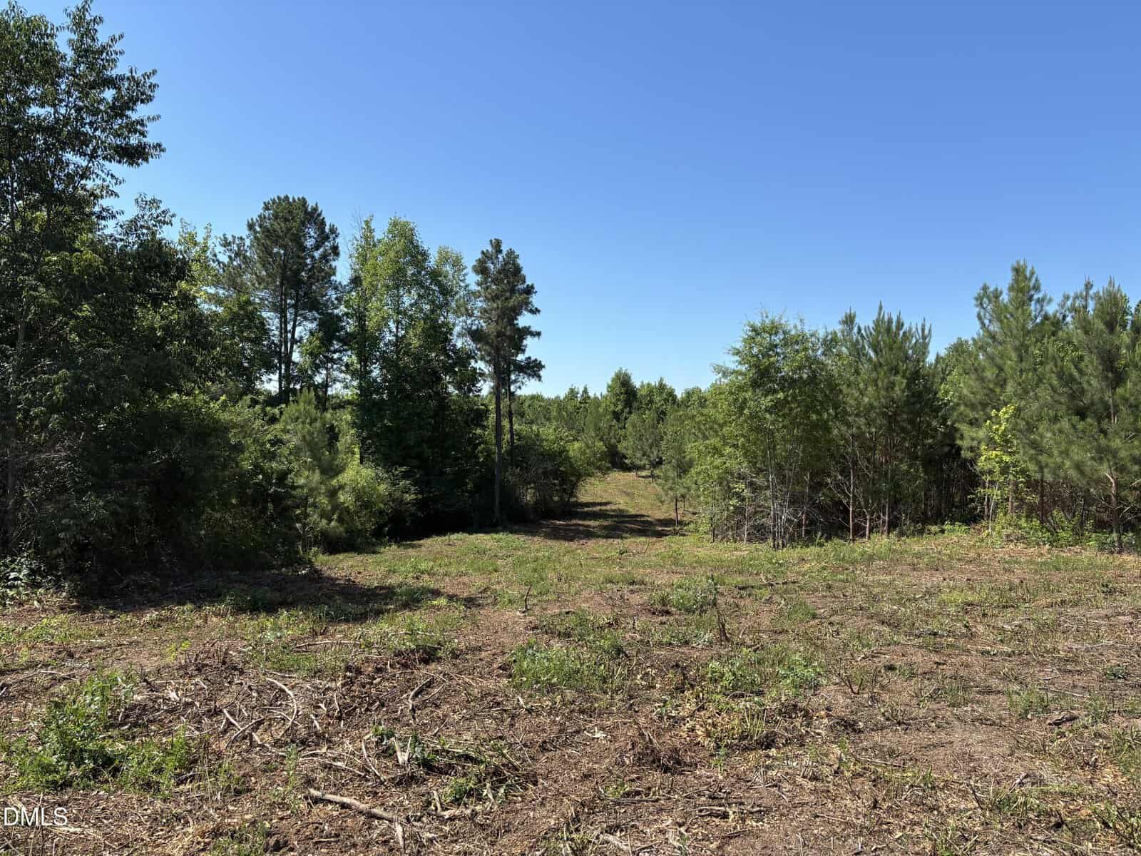 A clearing in a forest with scattered brush and small trees, surrounded by taller trees under a clear blue sky.