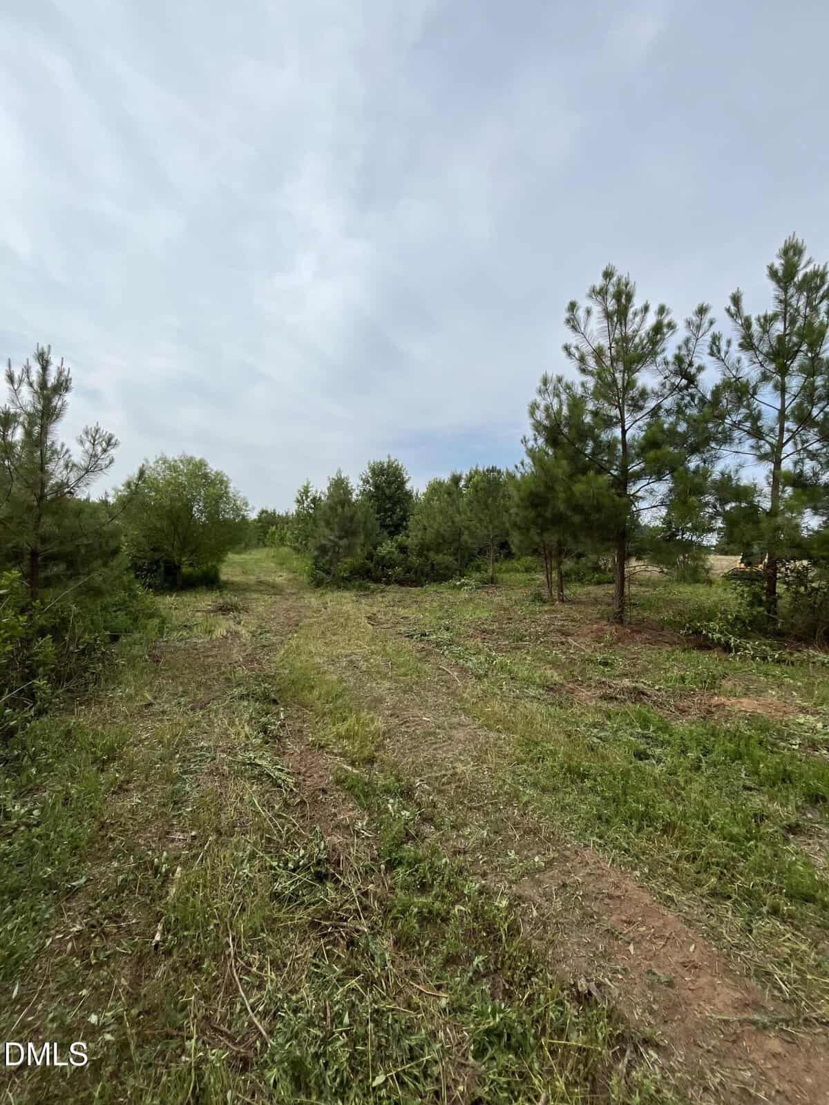 A grassy, partially cleared path leads through young pine trees and brush under a cloudy sky. The landscape appears rural and untouched.