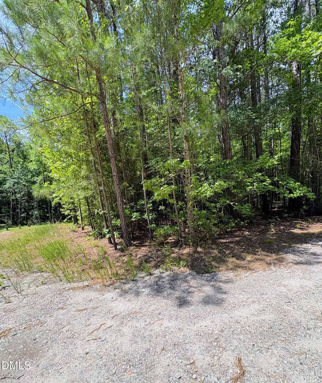 A sunlit forest edge with tall pine trees, dense green foliage, and a patch of gravel and sparse grass in the foreground. Shadows and sunlight are visible among the trees.