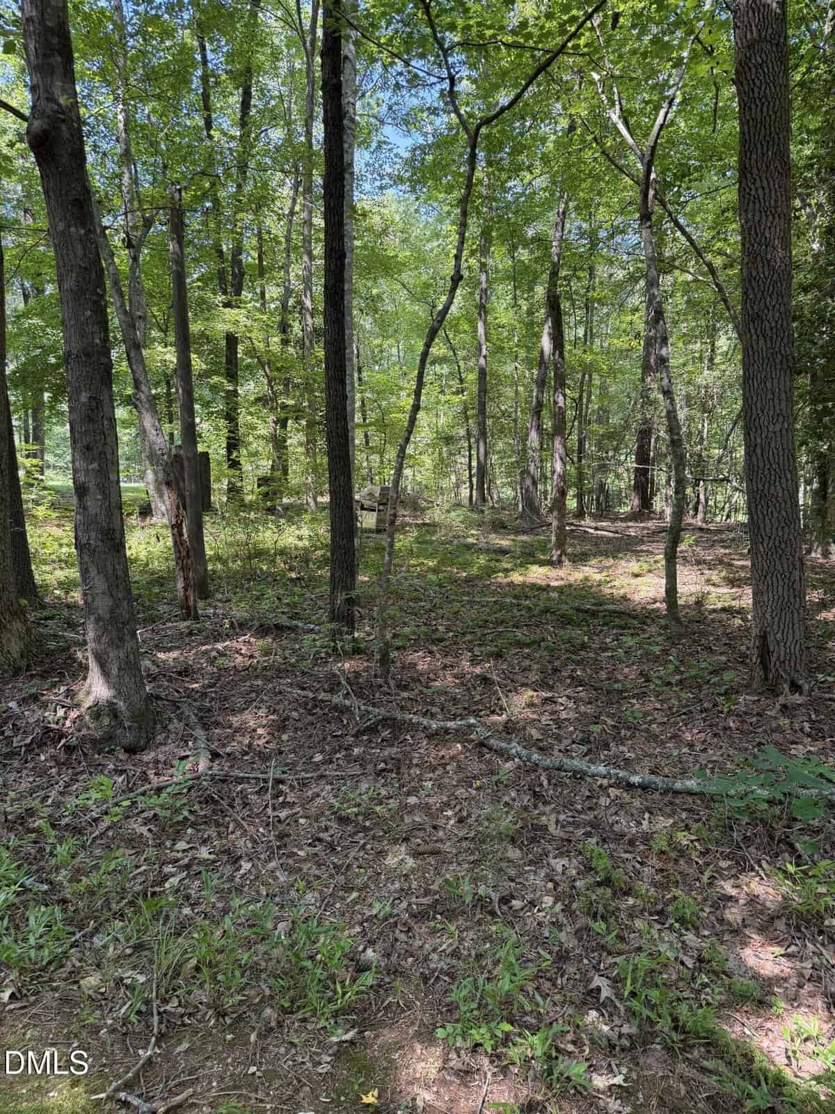 Sunlight filters through tall trees in a forest with a leafy canopy at 153 Omaha Drive, Louisburg, casting dappled shadows on the ground covered in leaves, grass, and sticks. The scene looks peaceful and green.