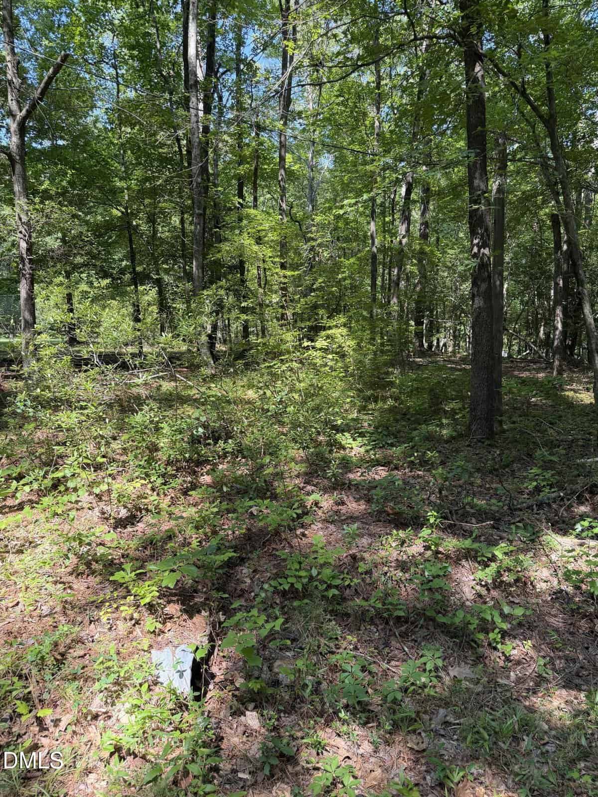A sunlit forest with tall trees and dense green undergrowth. Sunlight filters through the leaves. The ground is covered in low plants and fallen leaves. A small, dark object is partially visible among the foliage.