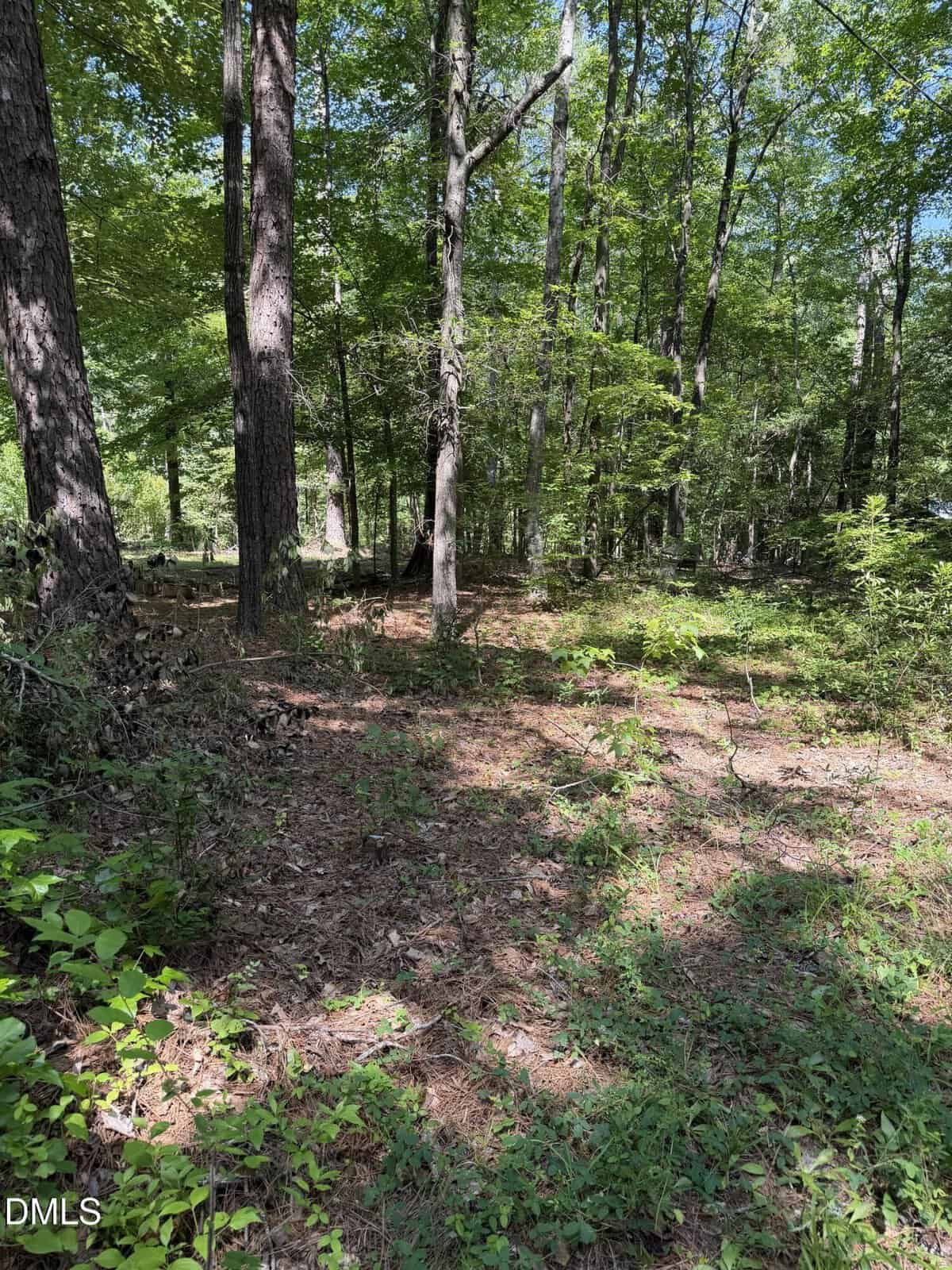 A sunlit forest scene with tall trees, green leaves, shadows on the ground, and patches of underbrush and grass. The forest floor is covered with pine needles and sparse vegetation.
