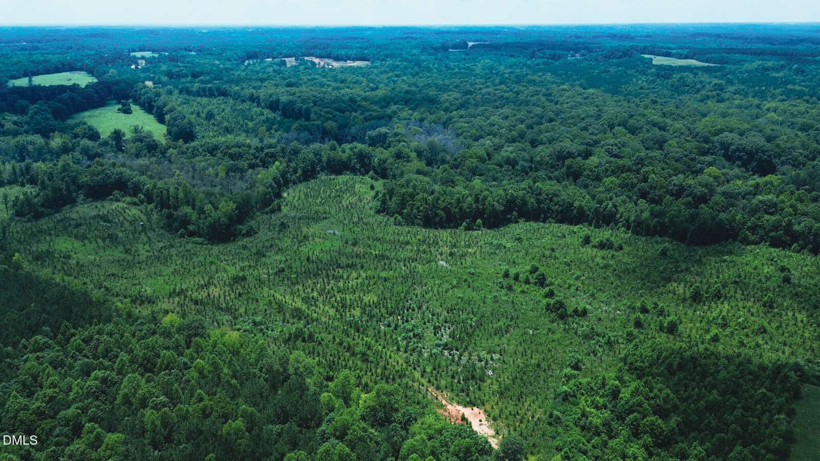 Aerial view of a large, lush green forest with sections of young trees and open clearings, under a bright blue sky.