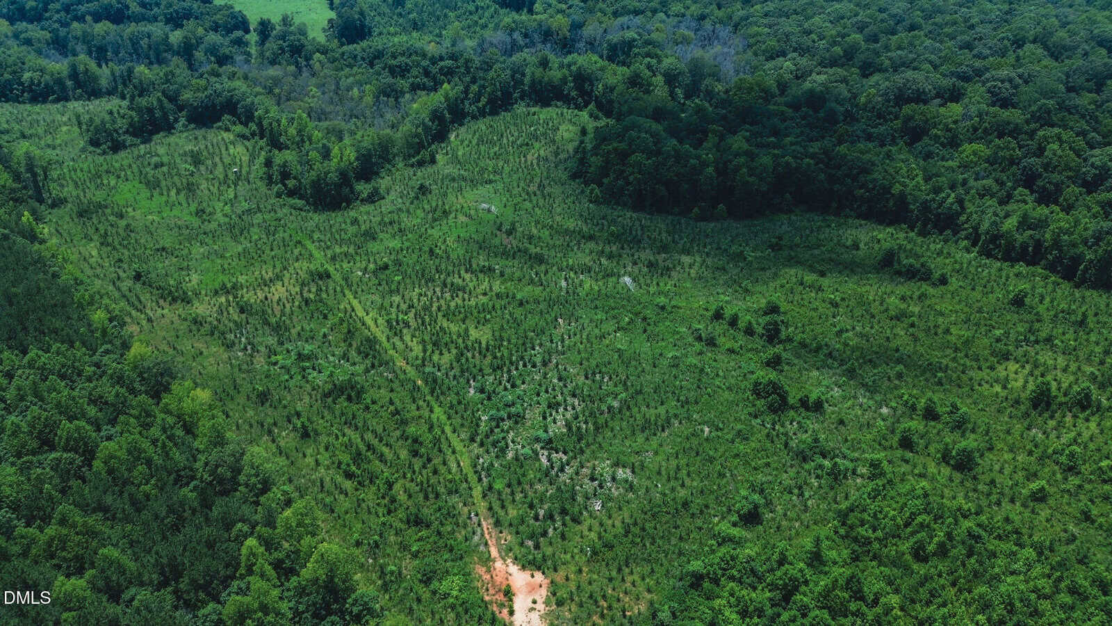 Aerial view of a green, partially cleared forest area with young trees, surrounded by dense woods, and a narrow dirt path cutting through the landscape.
