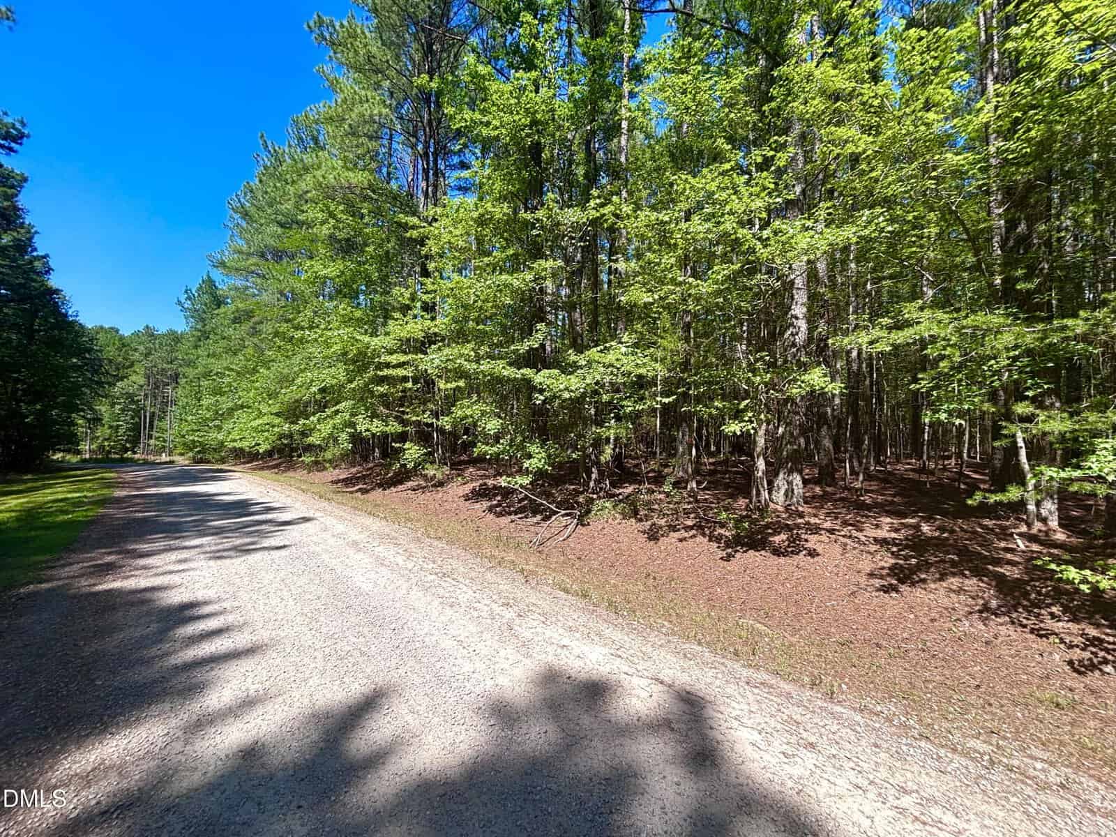 A gravel road curves through a forest of tall, green trees under a clear blue sky. Sunlight filters through the leaves, casting shadows on the ground.