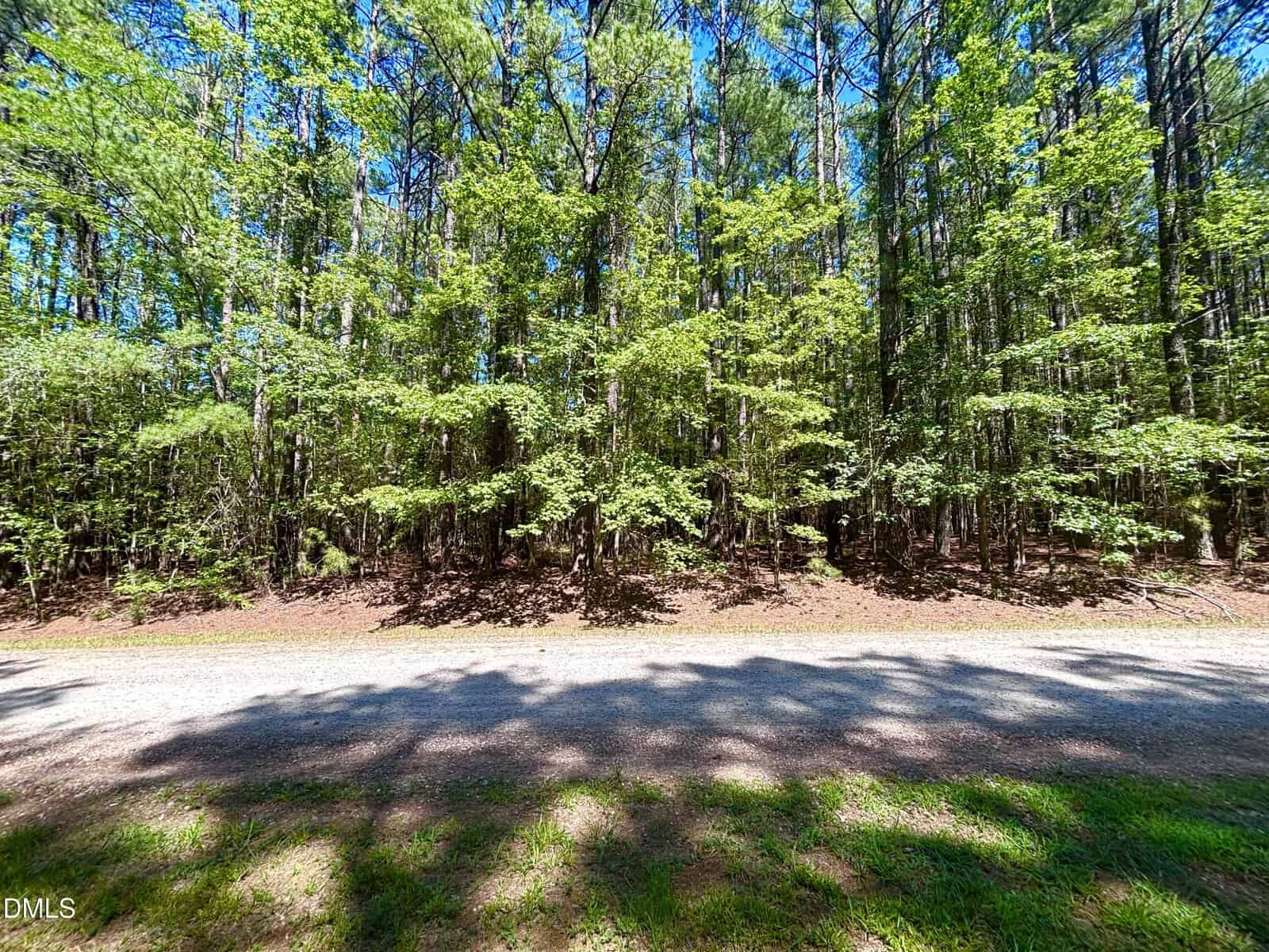 A gravel road runs in front of a dense forest with tall green trees under a bright blue sky. Sunlight casts shadows of the trees across the road and grass.