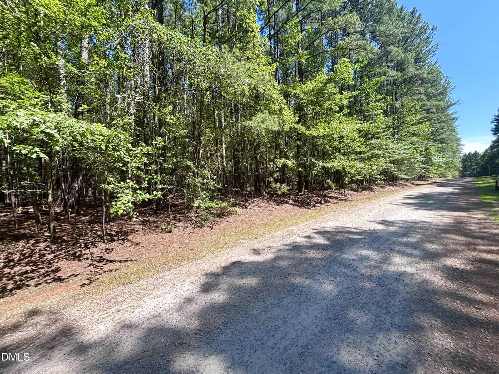 A gravel road runs alongside a dense forest of tall green trees under a clear blue sky on a sunny day.