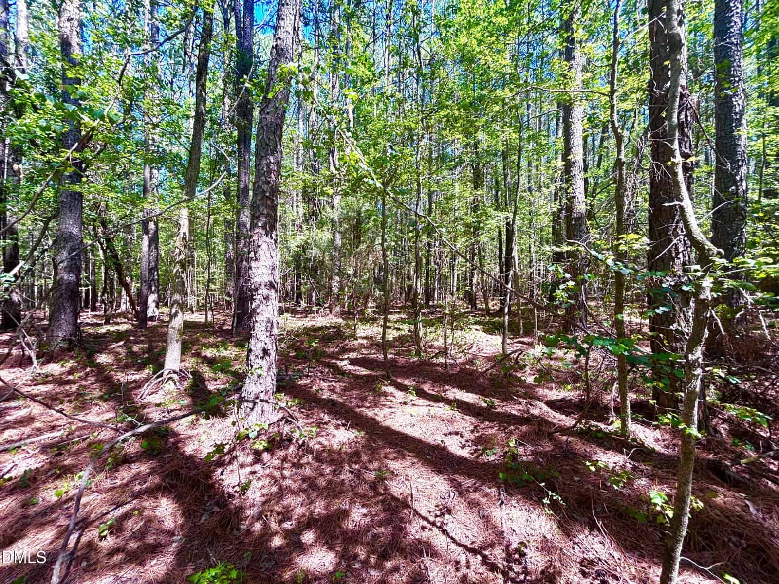 Sunlight filters through tall trees in a dense forest at Pool Rock Plantation Lane in Henderson. The ground is covered with pine needles and shadows, and green foliage fills the scene.