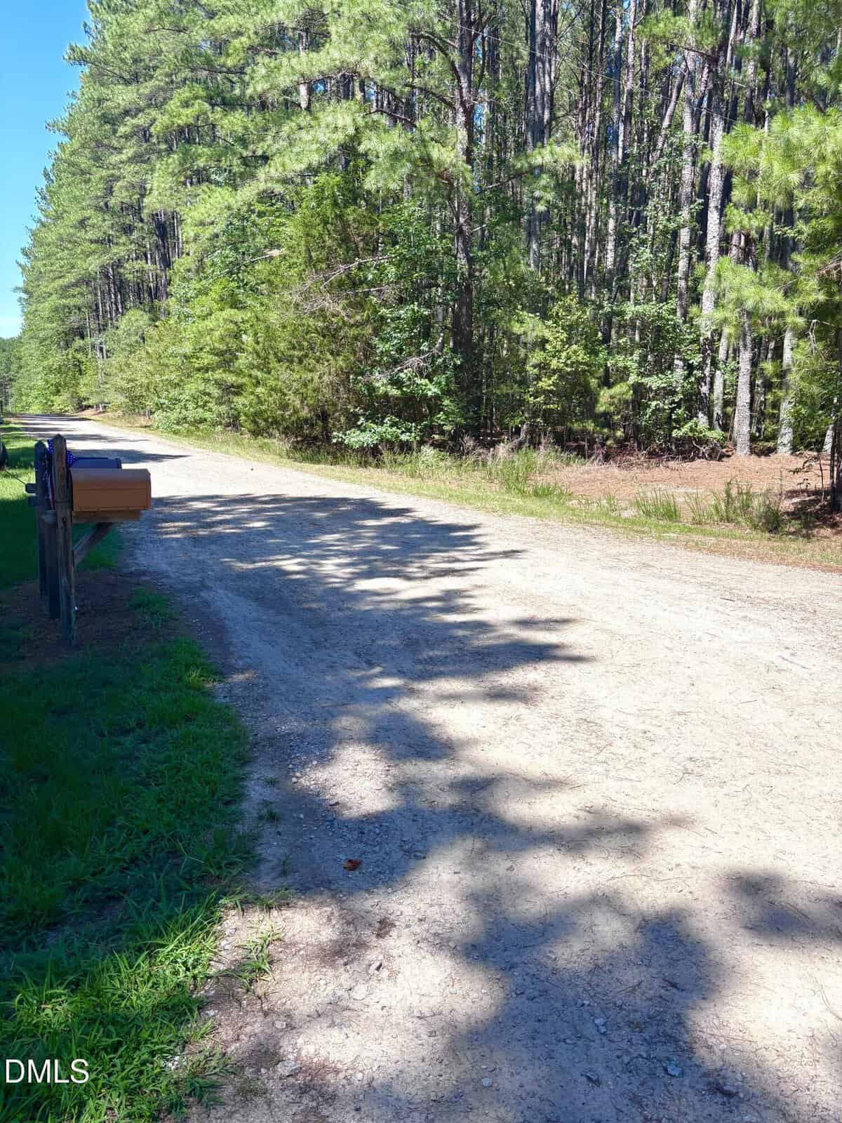 A rural dirt road beside a forested area with pine trees. Sunlight filters through the trees, casting shadows. A mailbox stands on the grass near the road’s edge.