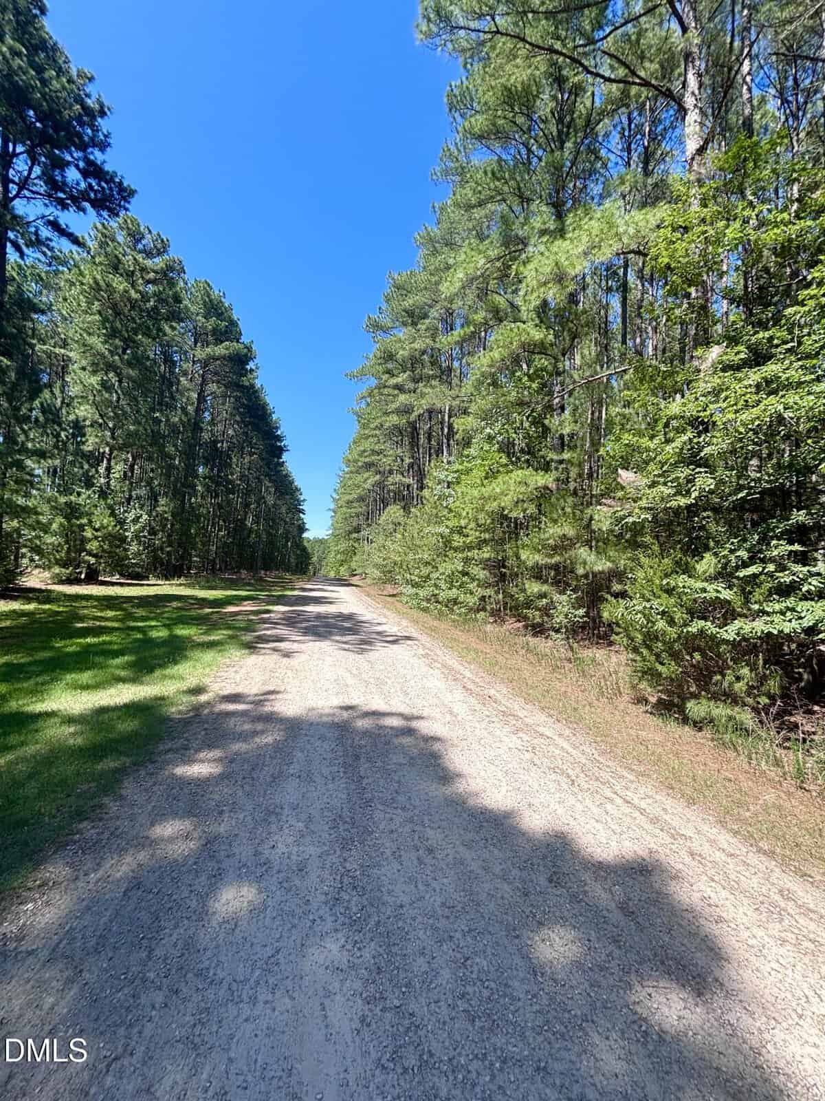 A dirt road runs through a forest of tall pine trees under a clear blue sky, with sunlight casting shadows on the path.