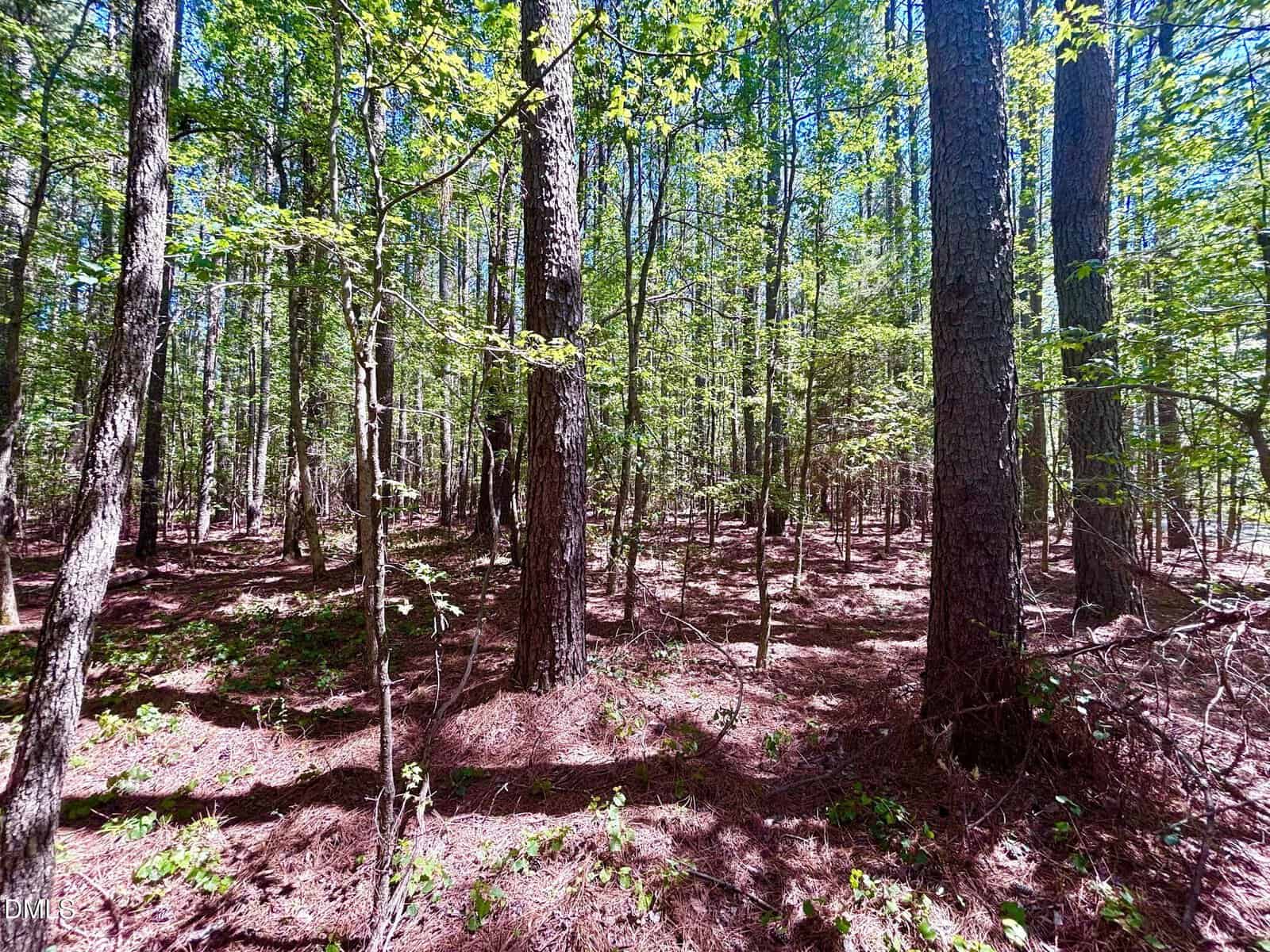 Sunlight filters through tall, leafy trees in a dense forest, casting dappled shadows on the pine-needle-covered ground. Young green shrubs and saplings grow among thick tree trunks.