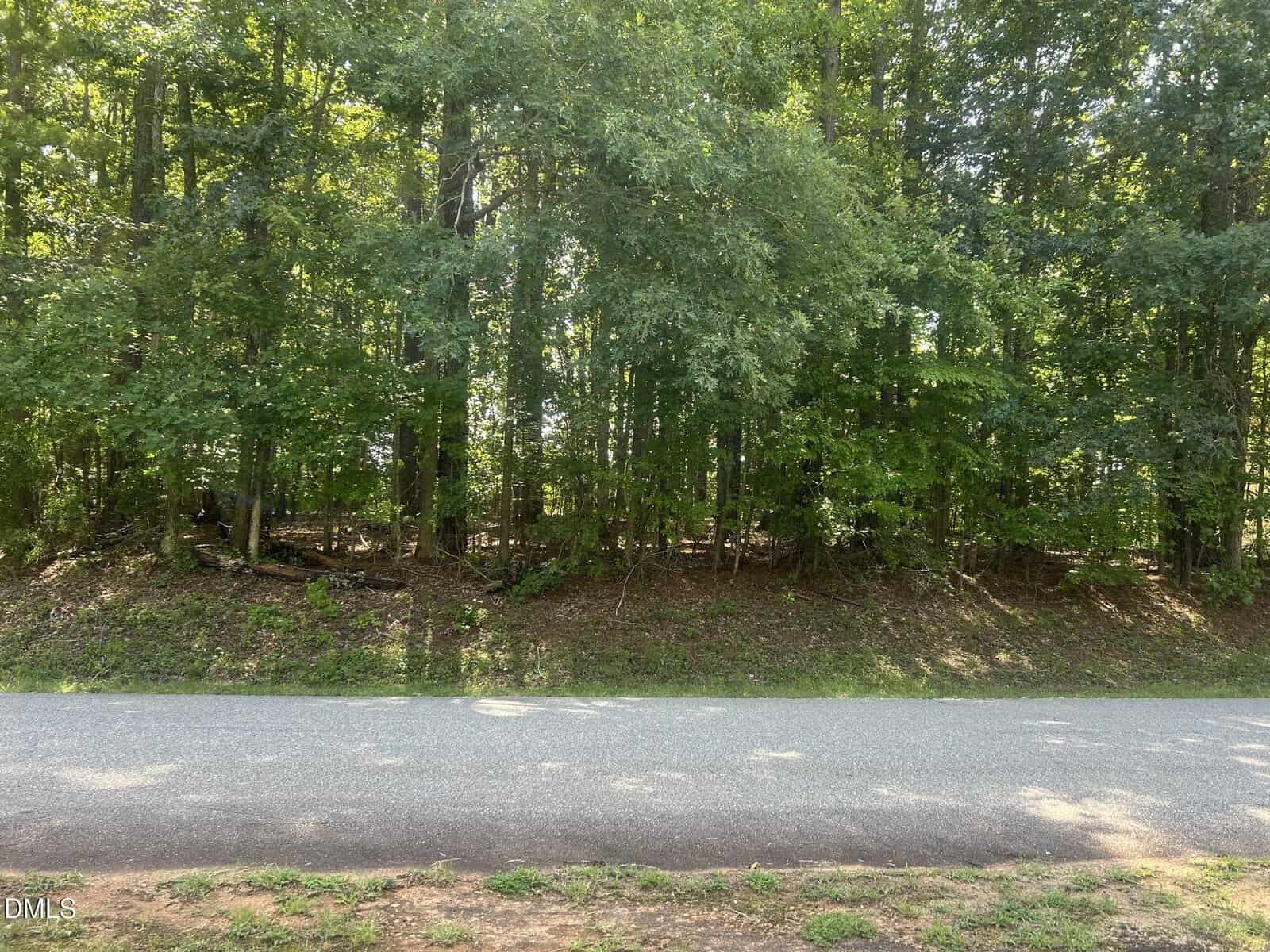 A paved road runs in front of a dense forest with tall, leafy green trees under bright sunlight. The ground by the road has patches of dirt and grass.
