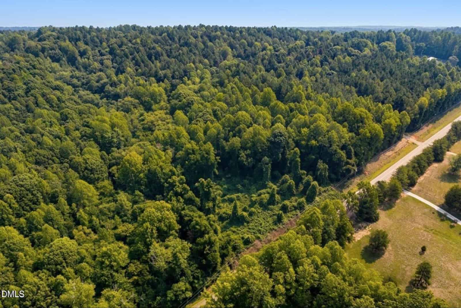 A dense green forest stretches across a hillside, bordered by a straight dirt road. The trees are lush and leafy, with clearings and grassy patches visible along the road on the right side of the image.
