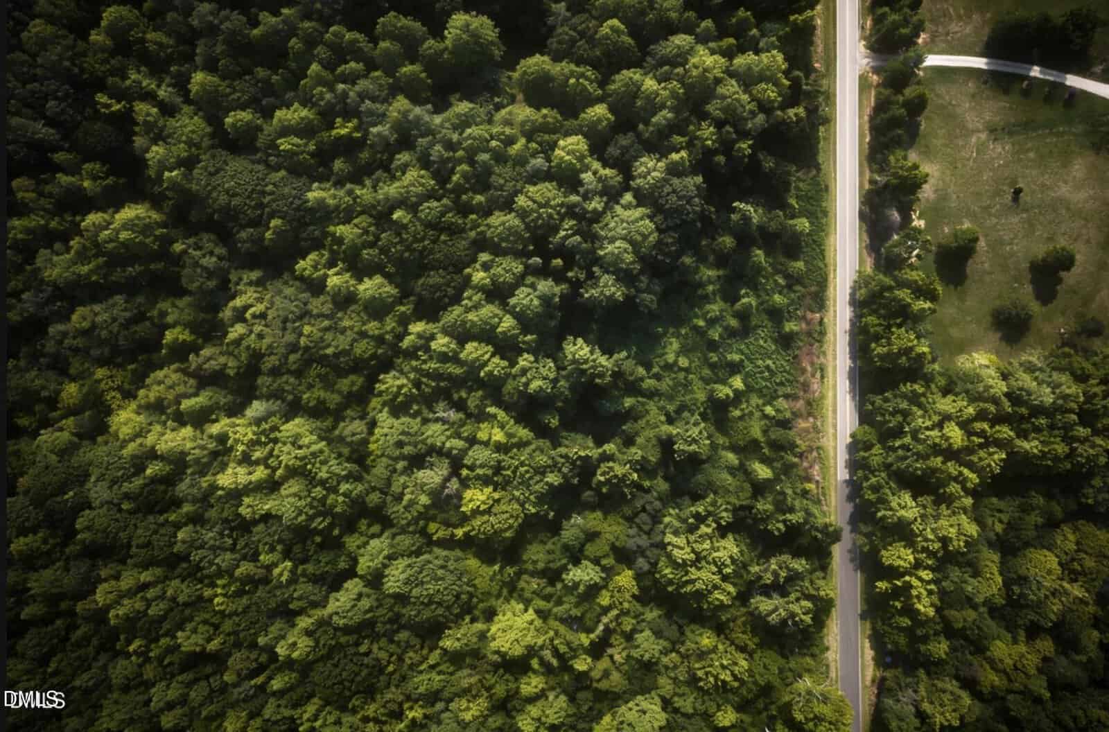 Aerial view of a dense forest with various shades of green, bordering a straight, narrow road on the right side. A small section of open grassy area and scattered trees appears in the upper right corner.