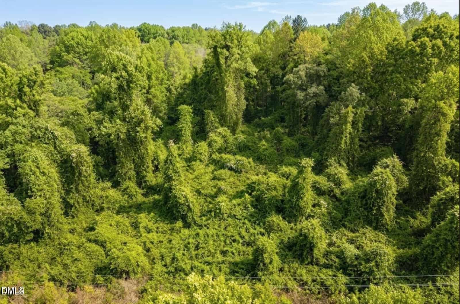 Dense green forest with thick vegetation and vines covering the ground and trees, under a clear blue sky. Power lines are visible along the bottom edge of the image.