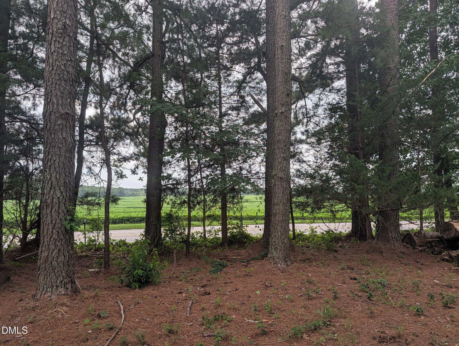Tall pine trees with sparse undergrowth in the foreground, a paved road beyond the trees, and open green fields in the background under a cloudy sky.