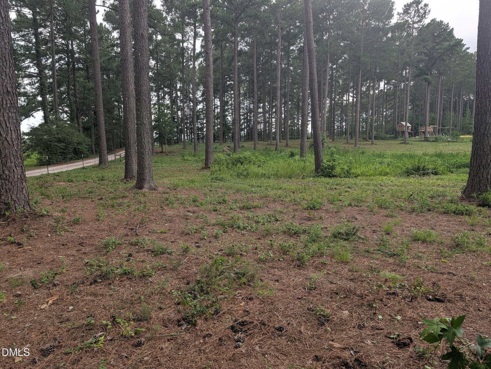 A clearing in a pine forest with scattered grass and a dirt road to the left. Tall trees surround the area, and a small wooden structure is visible in the background.