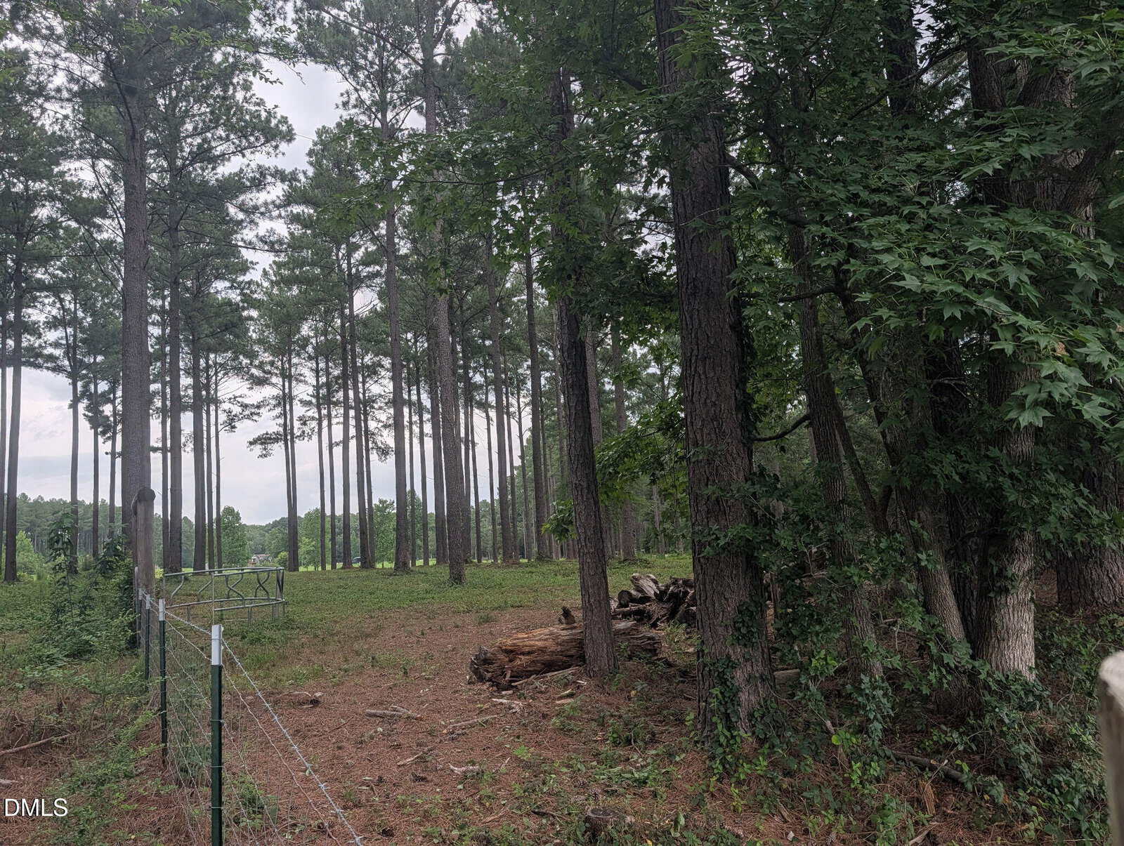 A wooded area with tall pine trees, a grassy clearing, a wire fence, and a small pile of logs on the ground. The sky is cloudy and the scene looks peaceful and natural.