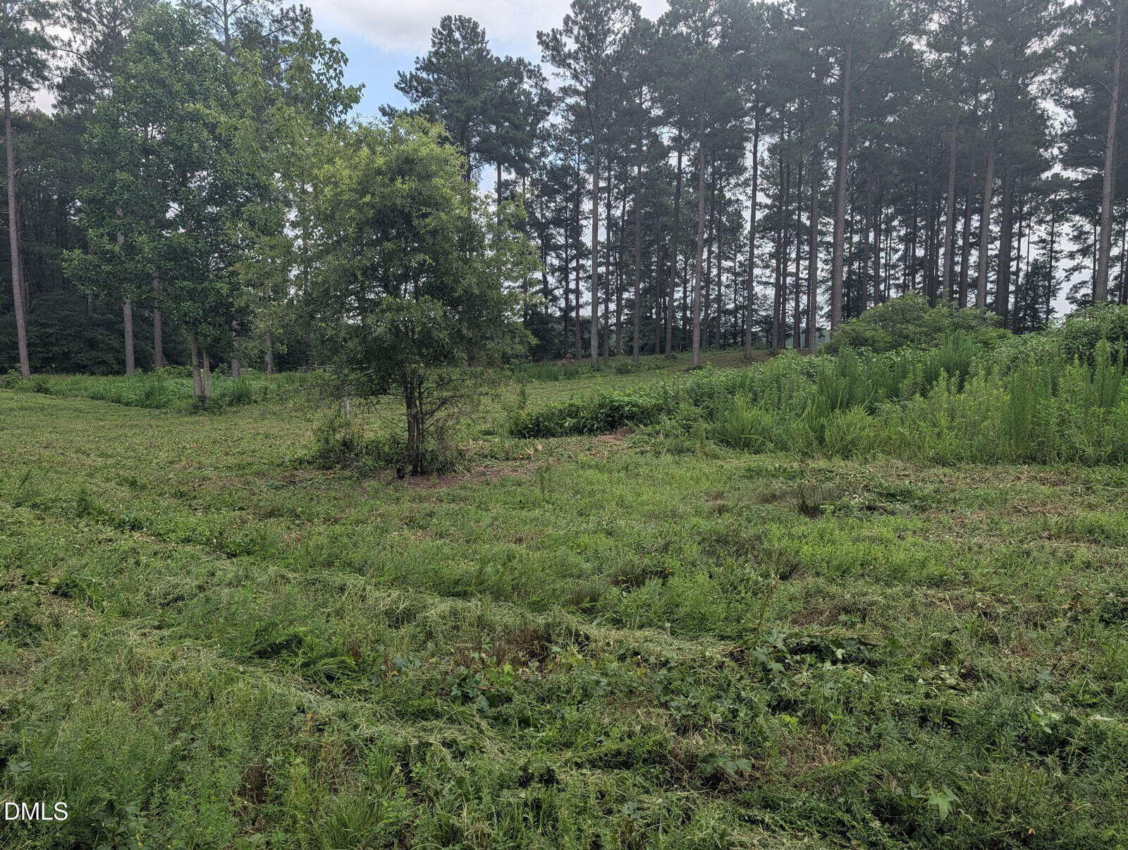 A grassy, partially cleared field with scattered bushes and a single tree in the foreground, bordered by tall pine trees under a partly cloudy sky.