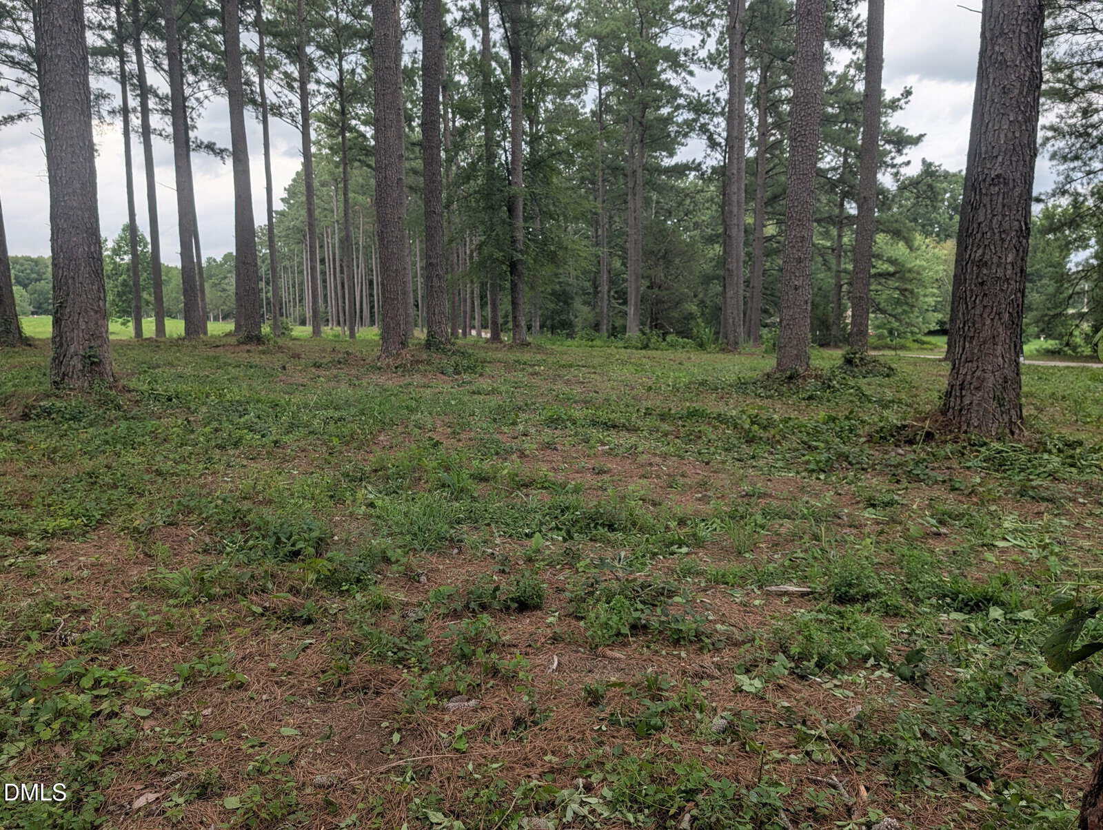 A forest clearing with tall, straight pine trees spaced evenly apart, sparse underbrush, and patches of grass and dirt covering the ground under an overcast sky.