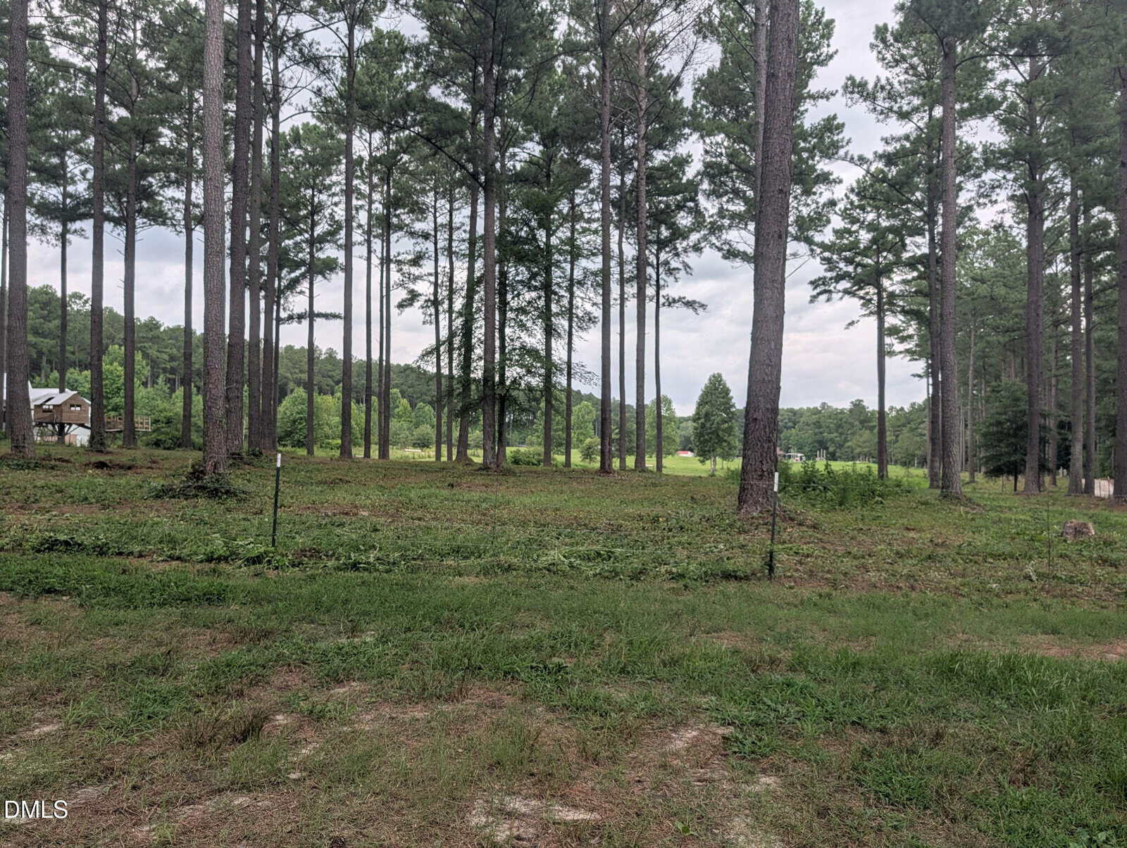 A grassy clearing surrounded by tall, slender pine trees with a small house on the left and a distant green field under a cloudy sky.