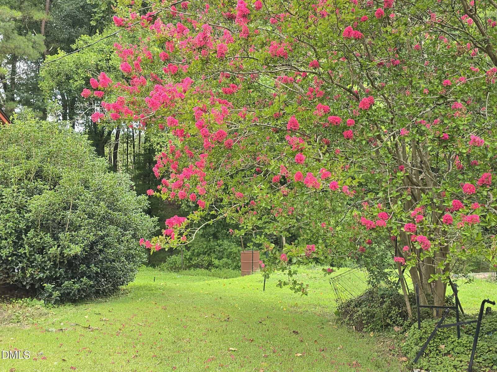 A large crepe myrtle tree with bright pink flowers stands in a green grassy yard, next to a bush and a partially visible fence, with trees in the background.