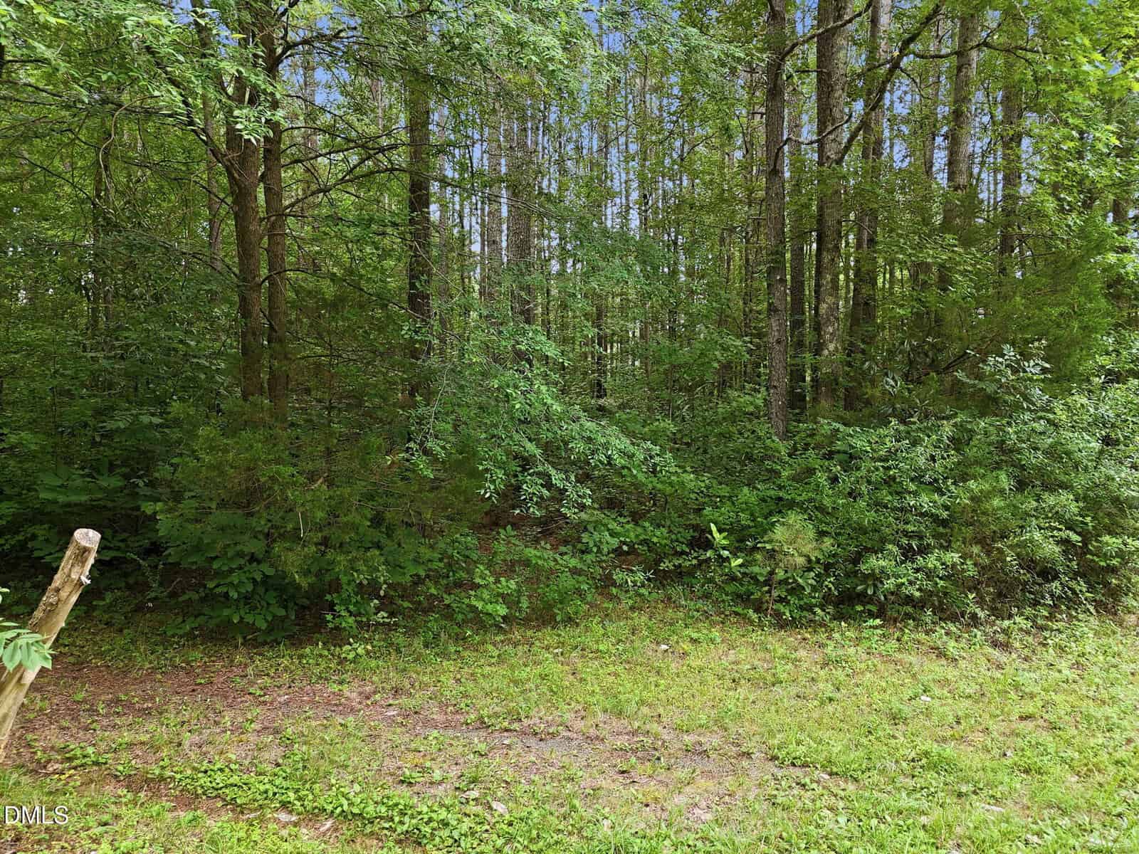 Dense green forest with tall trees, thick underbrush, and leafy plants. The ground has grass and patches of dirt. A wooden post stands in the lower left corner. Sky is visible through treetops.