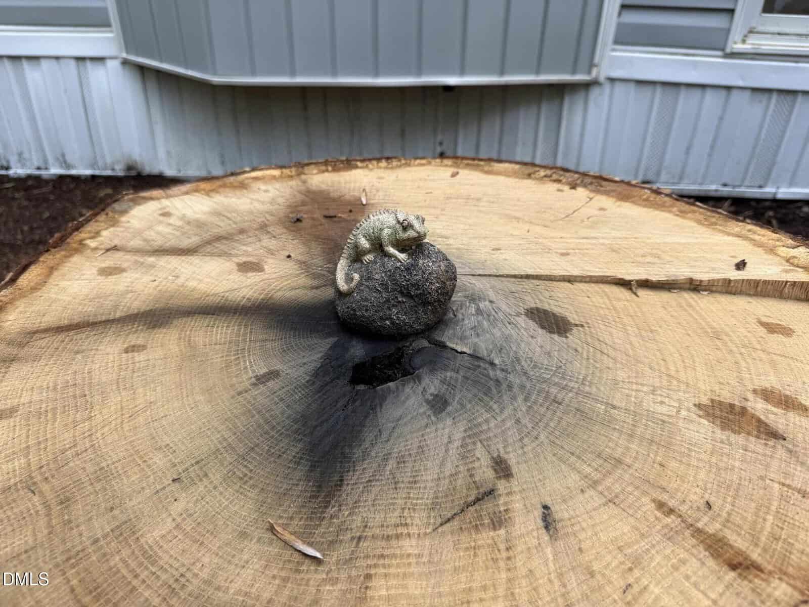 A small curled-up lizard sits on a round rock, which is placed on top of a large tree stump. The background shows a white building with horizontal siding and windows.