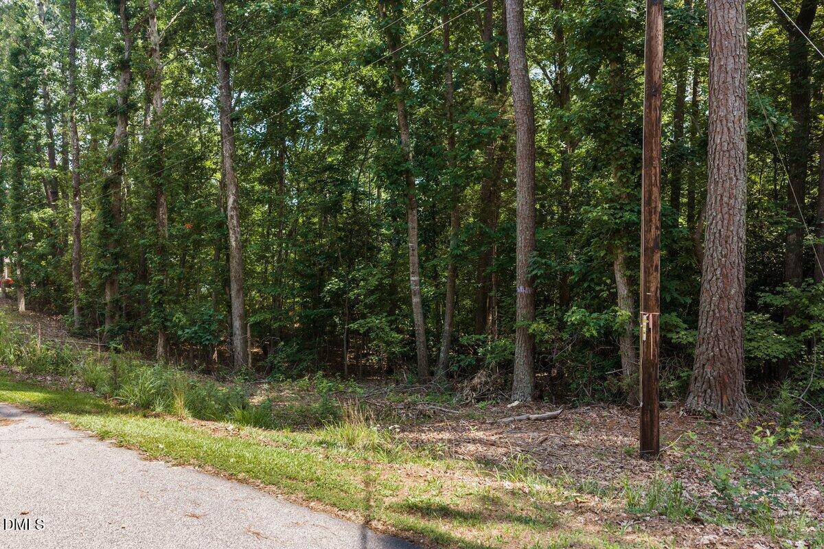 A paved roadside borders a dense, green forest with tall trees and thick underbrush. A wooden utility pole stands next to the road under overhead wires. Sunlight filters through the foliage.