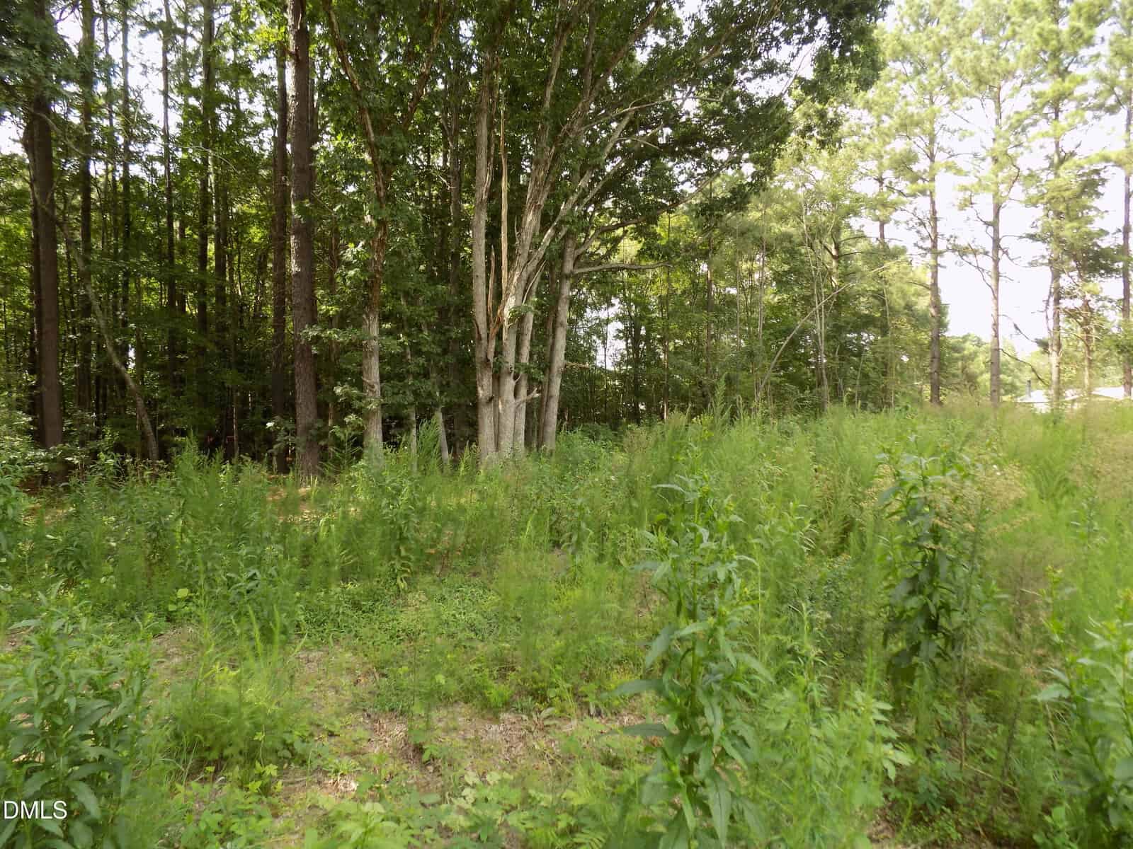 A grassy, overgrown clearing with tall green weeds and brush, bordered by a dense forest of tall trees. Sunlight filters through the leaves, and the ground appears uneven and natural.
