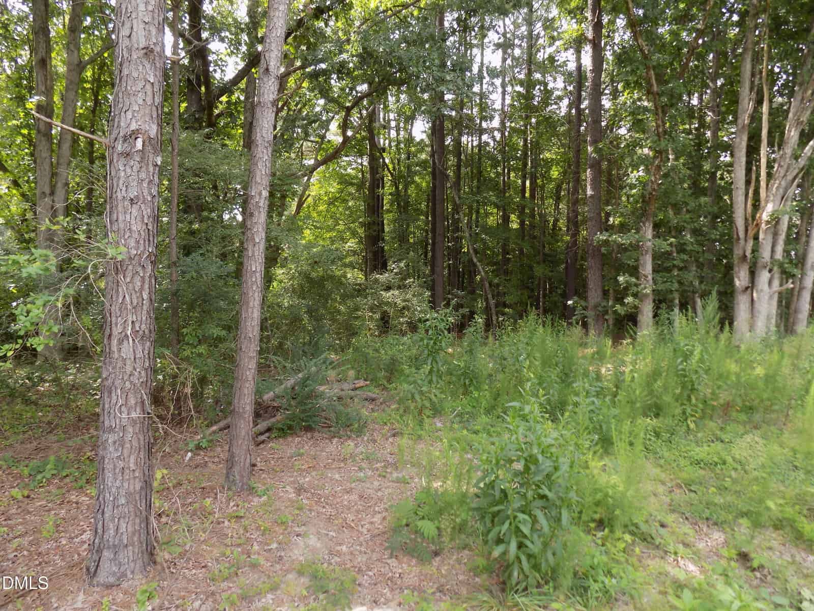 A forest scene with tall trees, dense green foliage, and patches of undergrowth. The ground is partly covered with grass, plants, and dry leaves. Sunlight filters through the leafy canopy above.