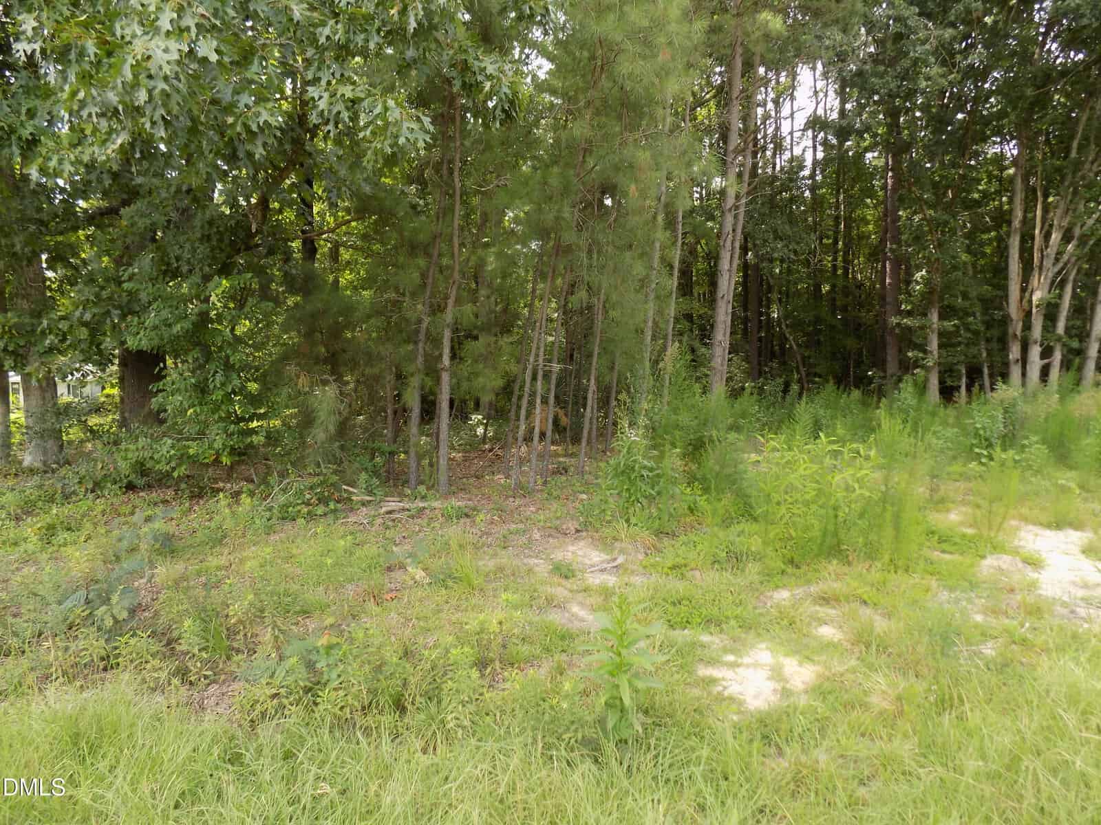 A patch of grassy, sandy ground leads to a dense forest with tall, thin trees and thick green foliage, photographed during daylight.