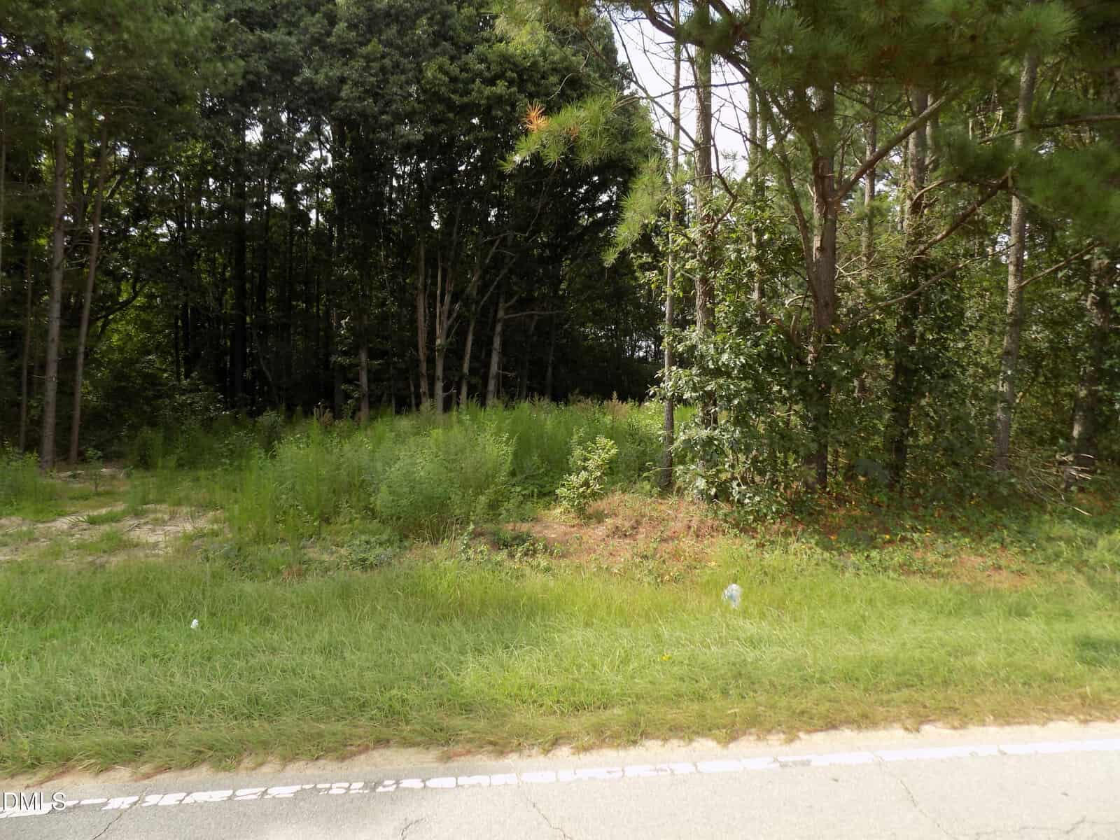 Dense green grass and weeds grow along the edge of a paved road, with tall trees and thick underbrush in the background. The scene appears to be a forest or wooded area adjacent to the road.